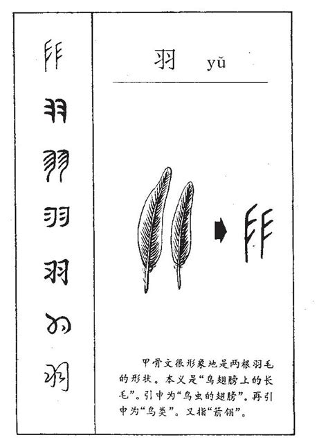 羽的意思名字|羽字取名的含义是什么